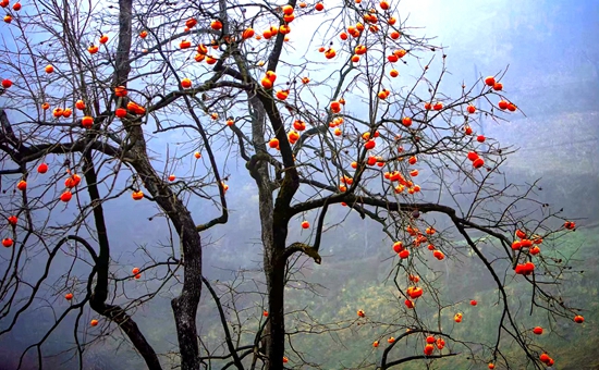 【皂角树下】印记（外二首）