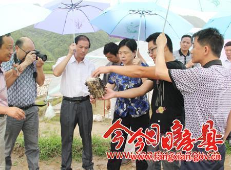 市委副书记郭俊苹专题调研我县食用菌产业