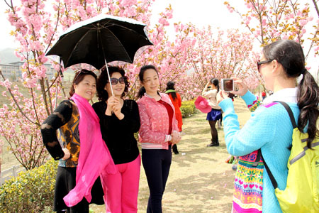 樱花烂漫游人醉
