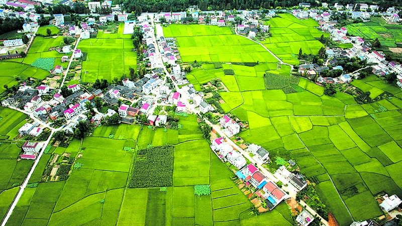 绿意葱茏月明村