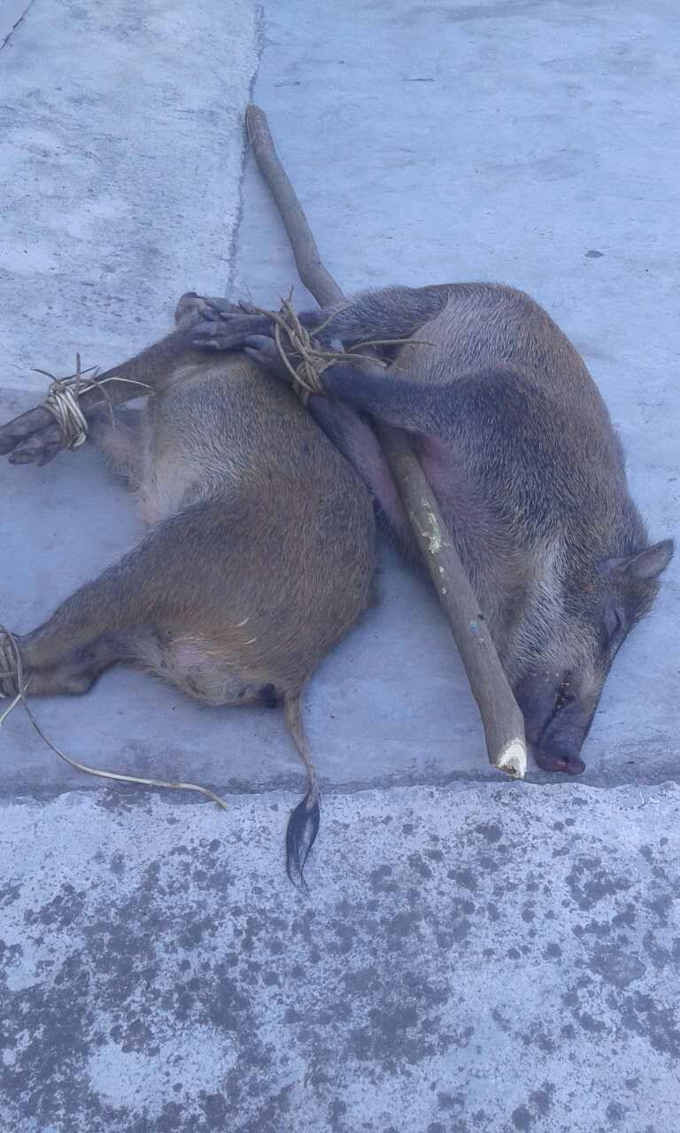 捕猎的野猪 捕猎的野猪