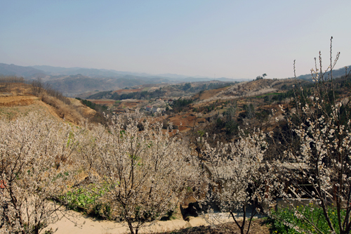 房县将举办首届樱桃花节暨第二届草莓采摘节