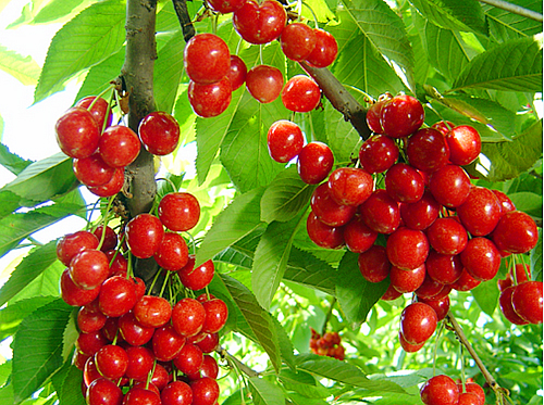 从无人问津到人气爆棚 房县大山崛起亿元樱桃村