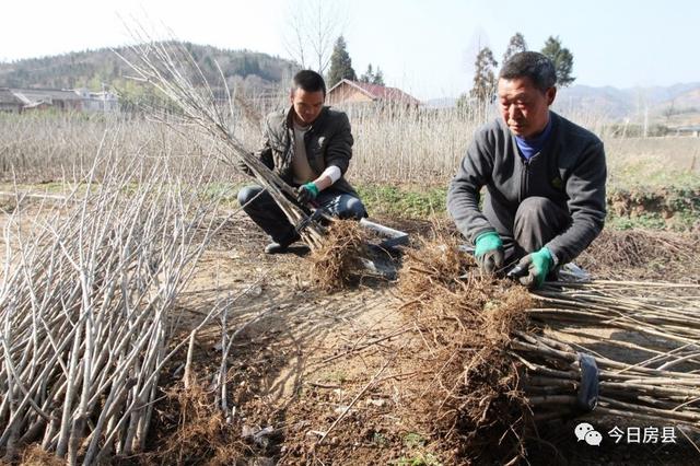 一位农民的成功尝试