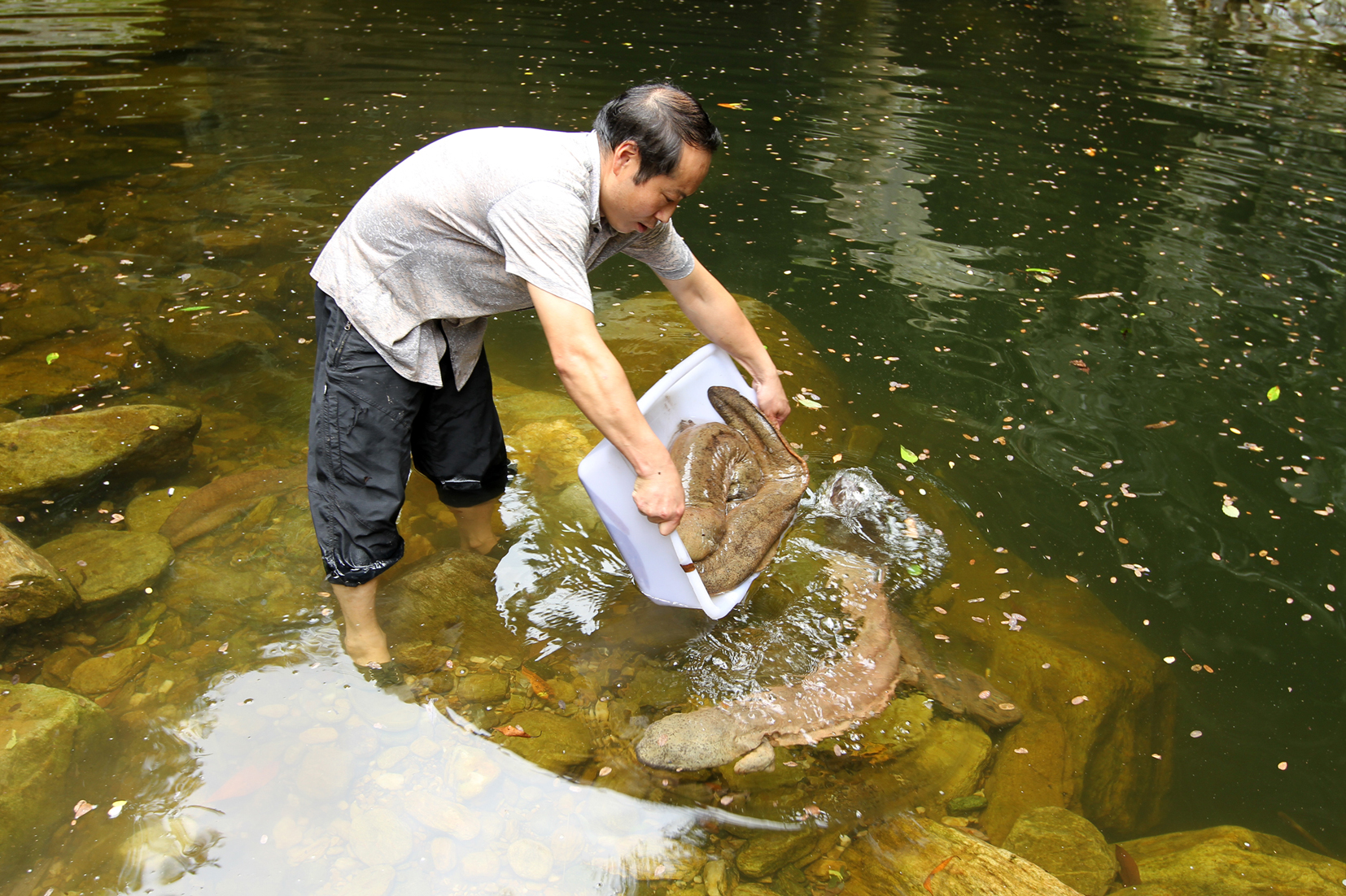 房县成为全国四大野生大鲵主产区