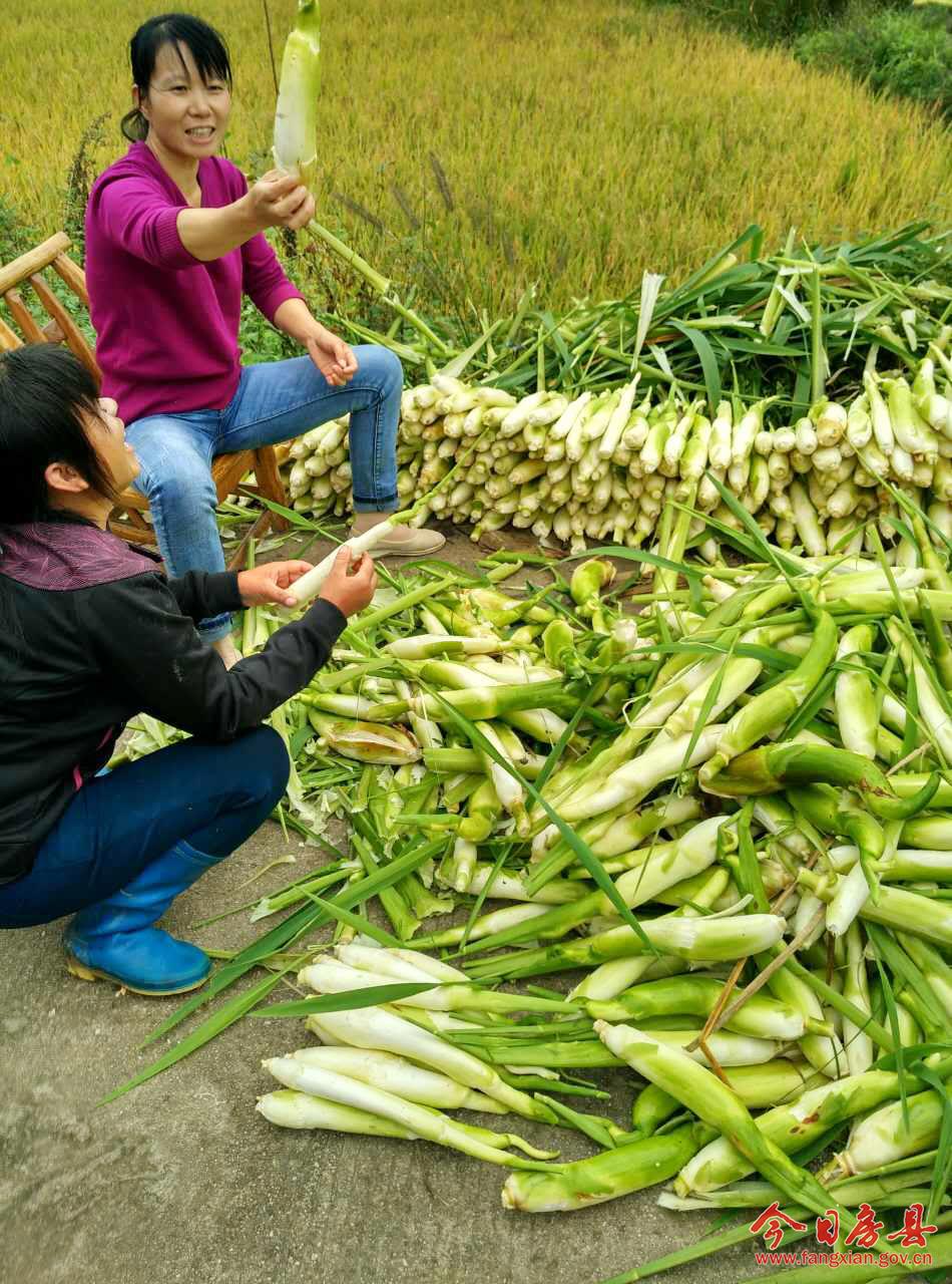 万峪河乡栗子坪村茭白喜获丰收