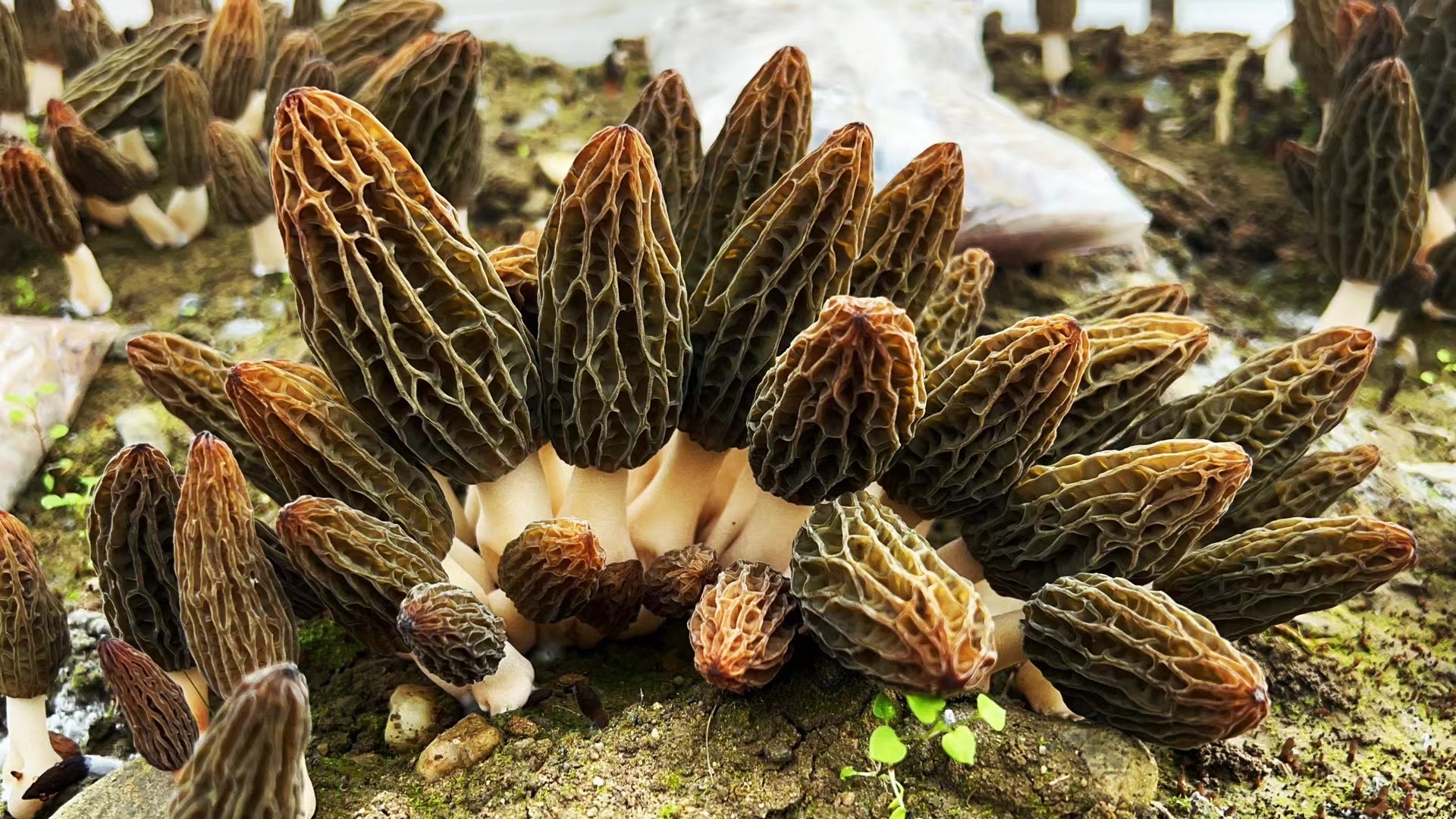 房县：羊肚菌喜获丰收