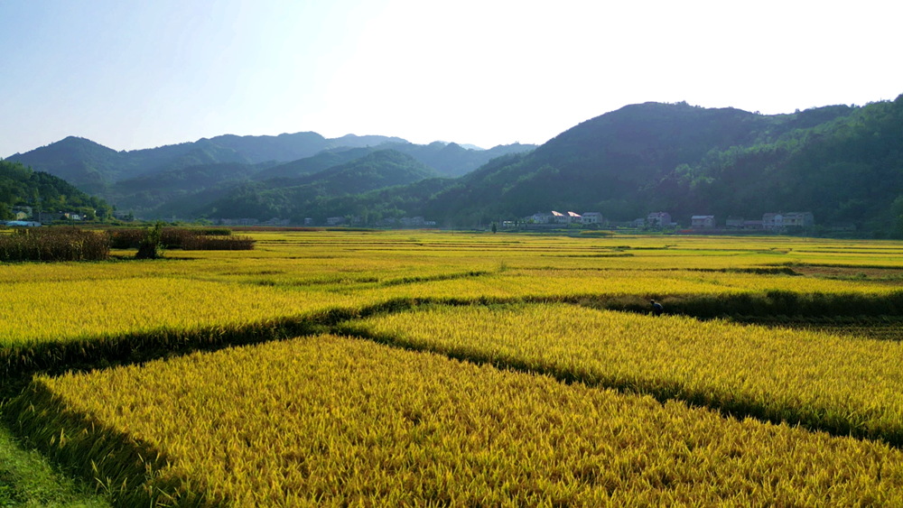 风吹稻浪遍地黄，颗粒归仓丰收忙