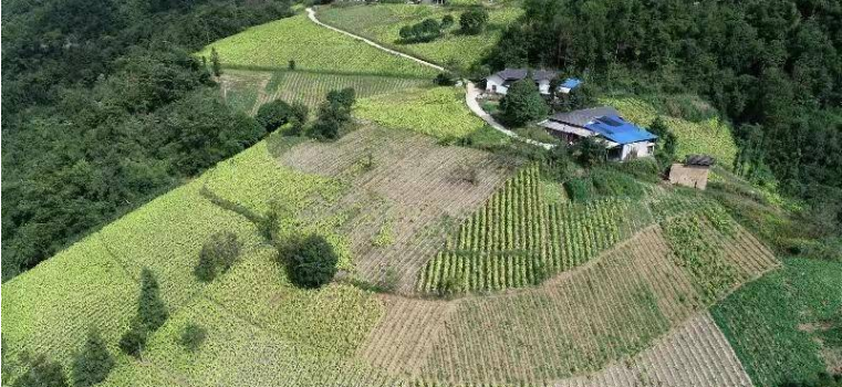 党建引领树典型产业发展促振兴