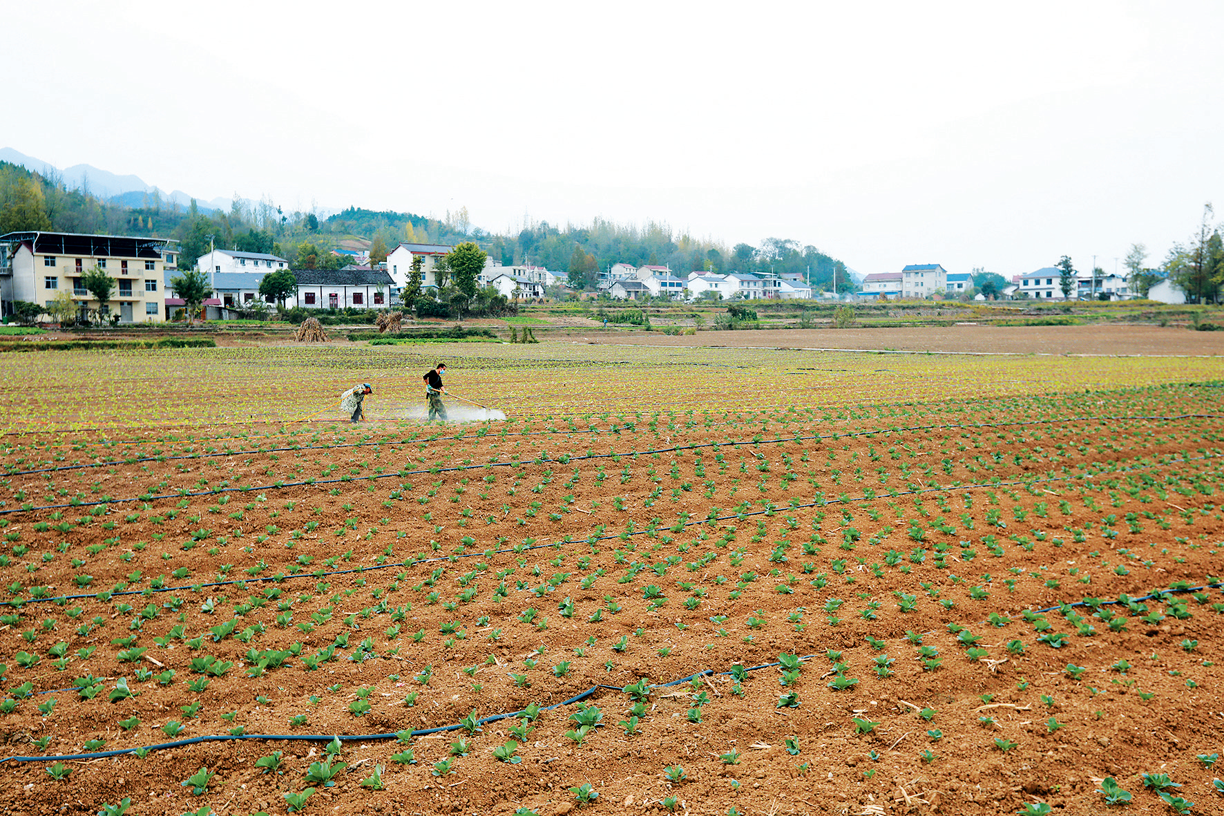 培植特色蔬菜 助推乡村振兴
