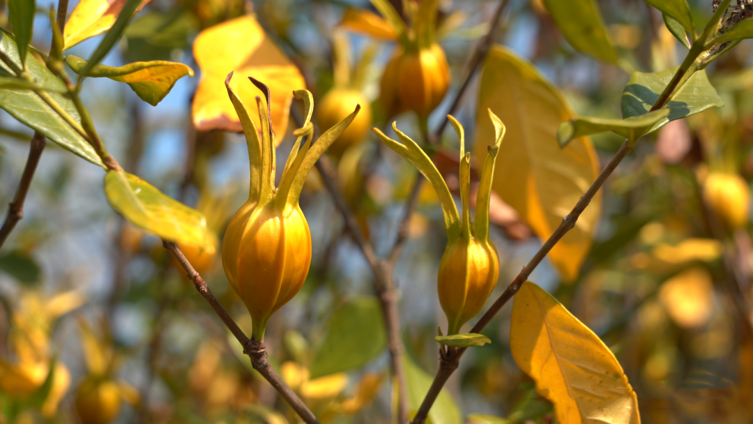 栀子飘香 丰收满仓