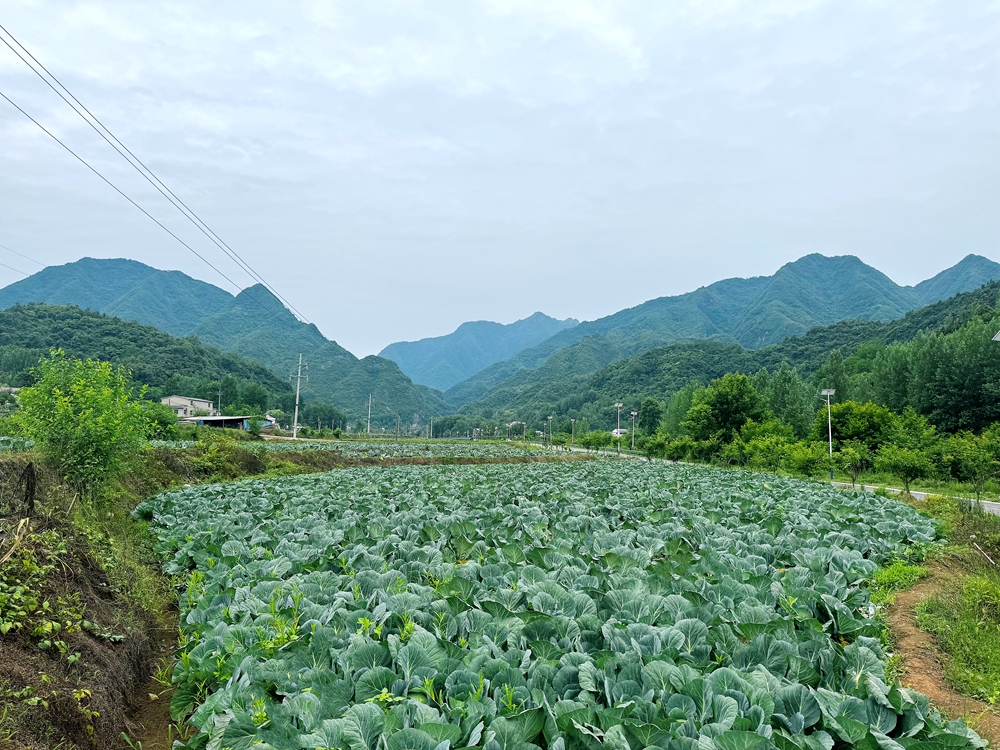 包菜喜丰收，田间采摘忙