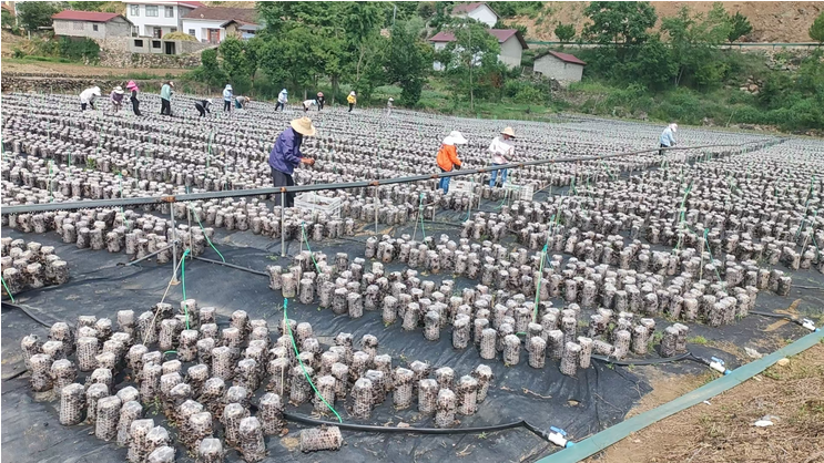 木耳丰收采摘忙 乡村振兴产业旺