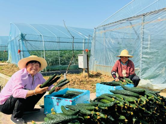 设施蔬菜“借船出海”进入千万家