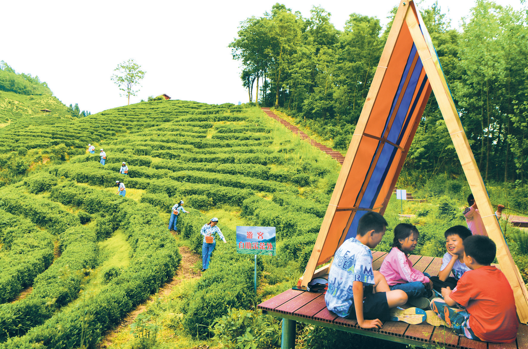 茶旅融合 兴村富民