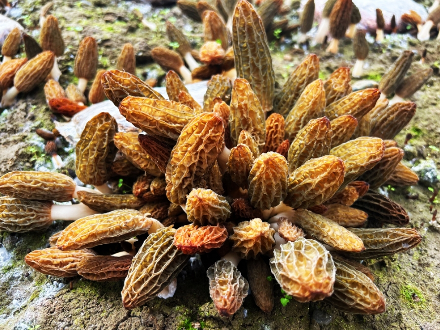 红塔镇六谷村：100余亩羊肚菌抢“鲜”上市