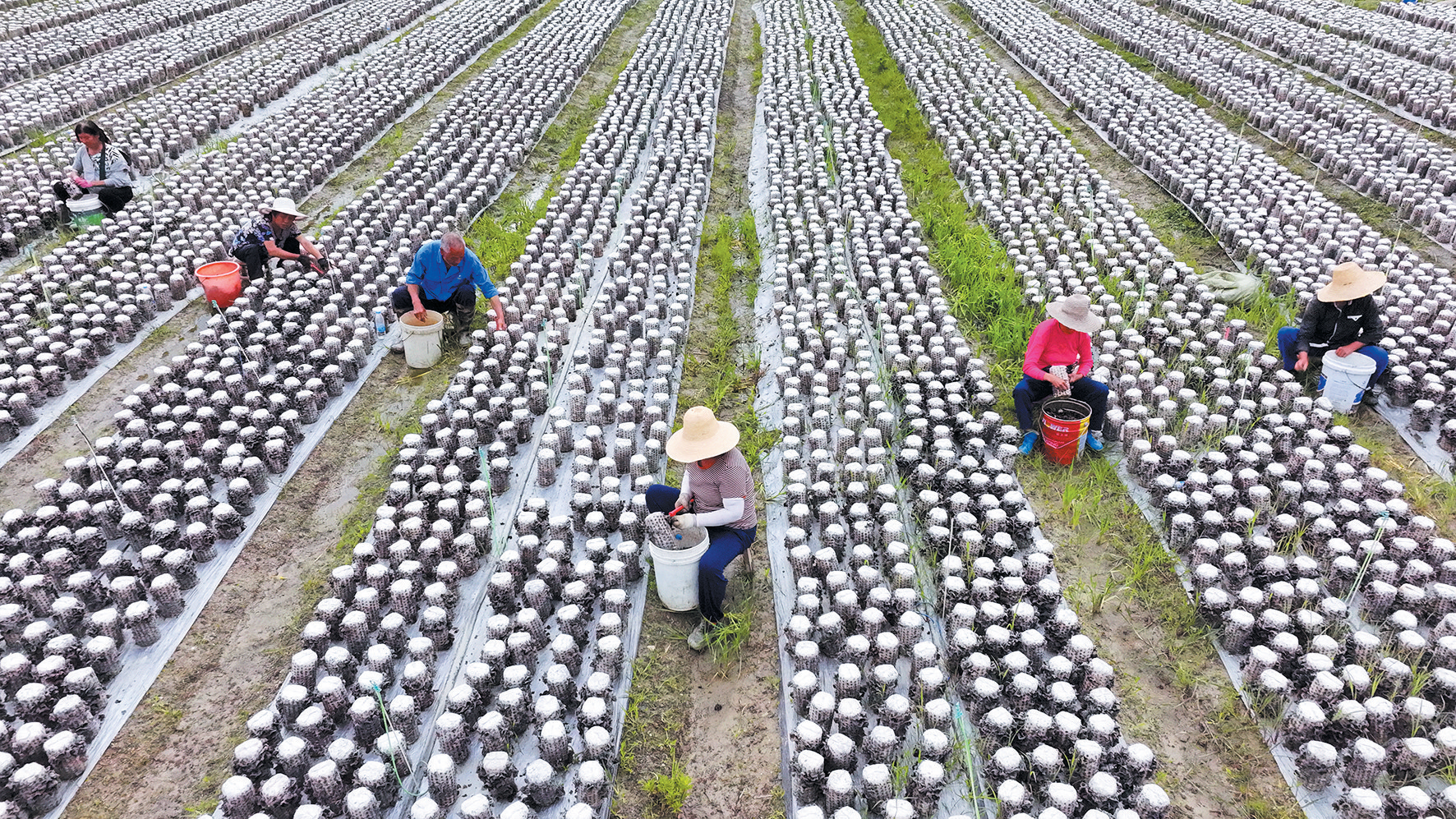 房县黑木耳喜获丰收
