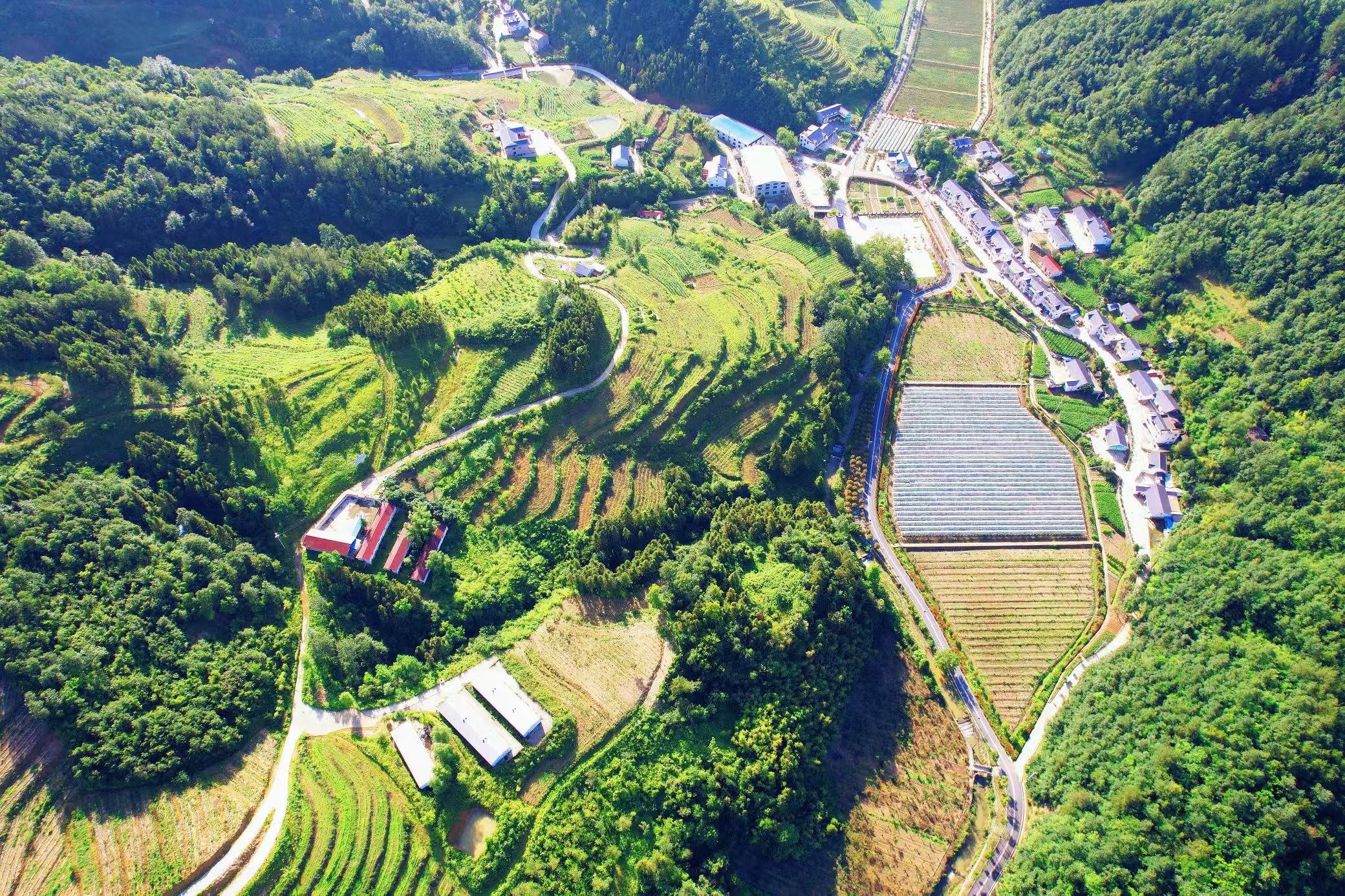 门古寺镇：黄精产业旺 乡村“绿富美”