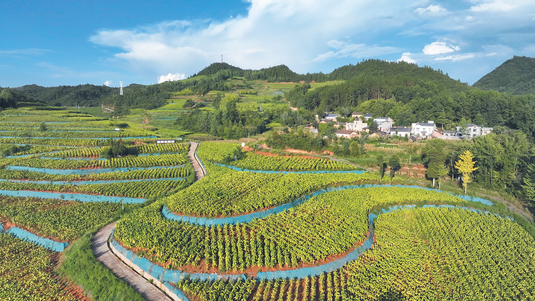 荒地长出“金叶子”