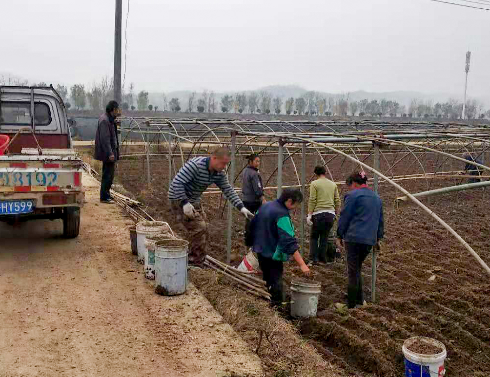 红塔镇六谷村羊肚菌播种拉开序幕
