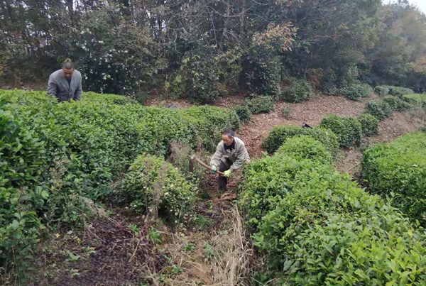 窑淮镇精心做好冬季茶园管理工作