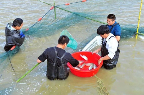 石吉涛：返乡创业奔富路 带动引领富乡邻