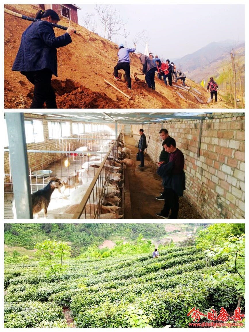 姚坪乡贫困户的新身份：园丁、羊倌和茶农