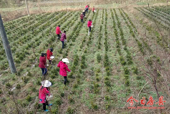 窑淮镇：掀起春季茶园管理热潮