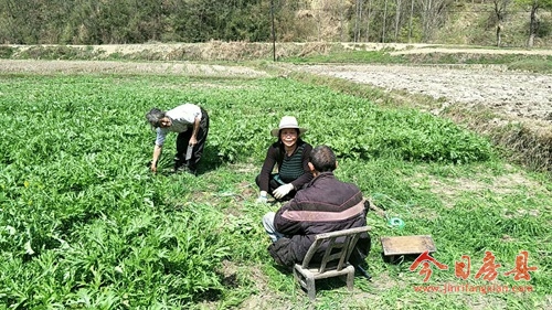 窑淮镇雪里蕻喜获丰收