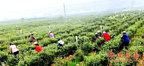 阳春三月暖 采茶时节忙