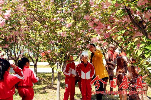 房县东城小学樱花绽放校园