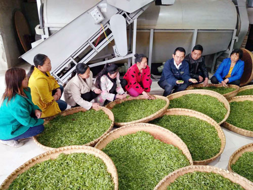 姚坪乡邀请华农大茶学教授为茶农“充电”