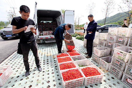 房县第四届樱桃采摘节暨CCTV-7《美丽家园》走进八里活动开幕