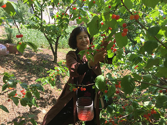 红塔镇李湾村：小樱桃，大产业