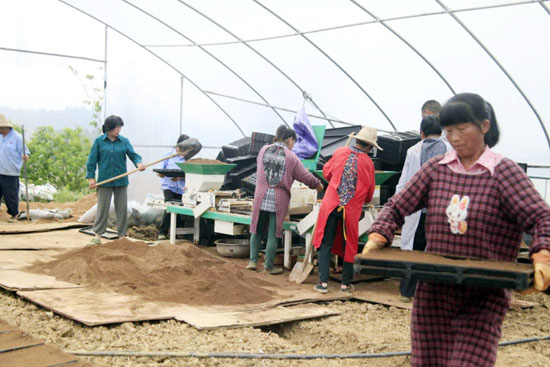 红塔镇胜利农机专业合作社助农致富