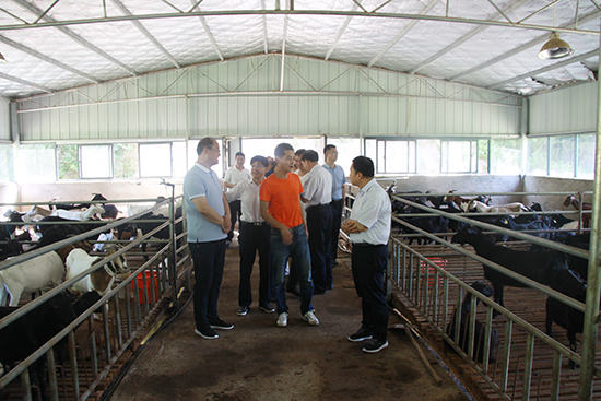 县人大常委会视察我县山羊产业发展情况