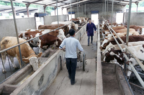 大木厂镇牵亿肉牛扶贫基地带动百余贫困户增收致富