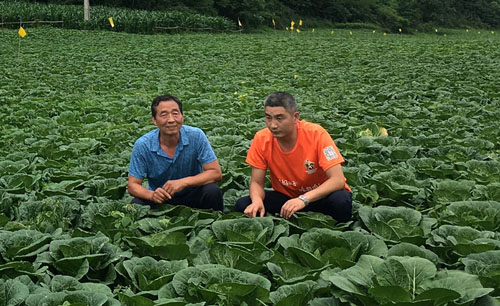 高山蔬菜富一方