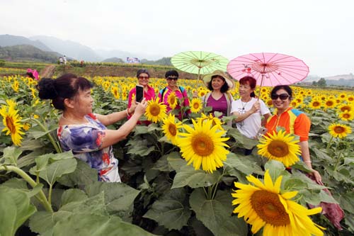 化龙堰镇 油葵花开迎客来