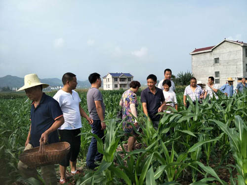 军店镇人社中心开展北柴胡种植培训