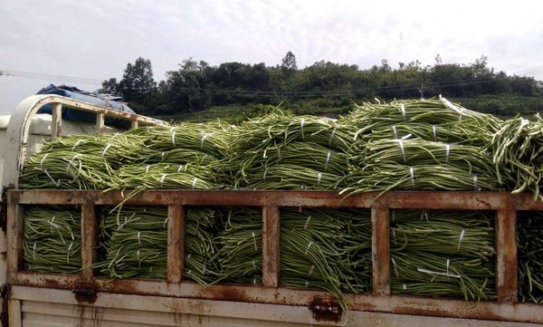 门古寺镇马家河村豇豆喜丰收