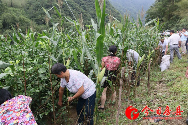 房县召开银杏“种管收”观摩现场会