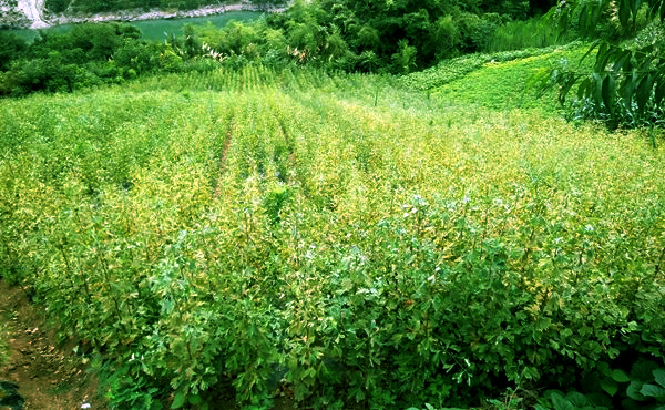 姚坪乡银杏鲜叶收购忙