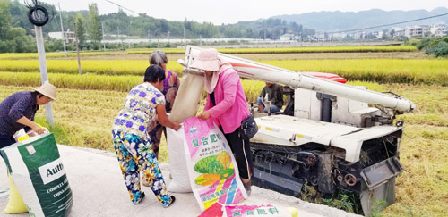 房县12万亩水稻正式开镰收割