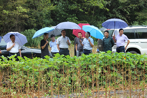 县人大常委会开展《中华人民共和国森林法》执法检查