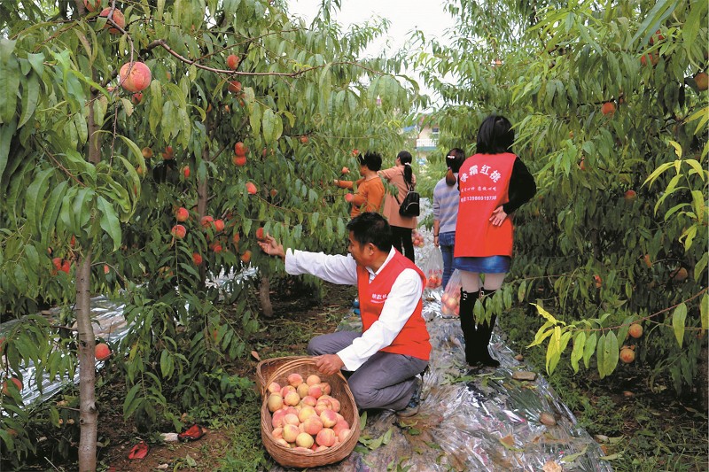 种植冬桃助增收