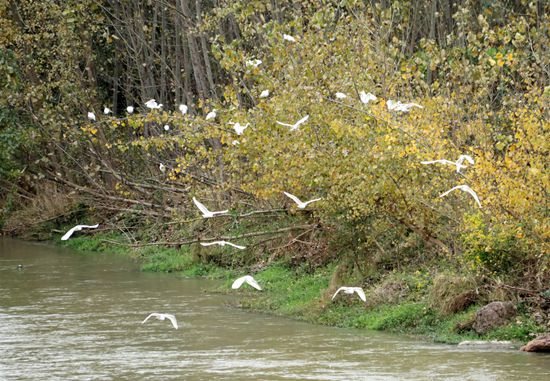 房县：白鹭“安家”清水河畔