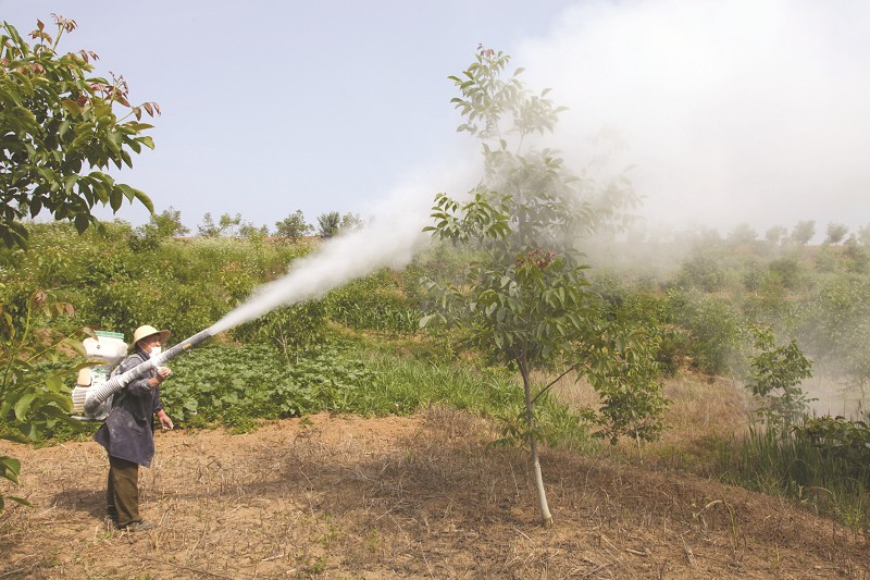 房县大木厂镇综合管护核桃基地