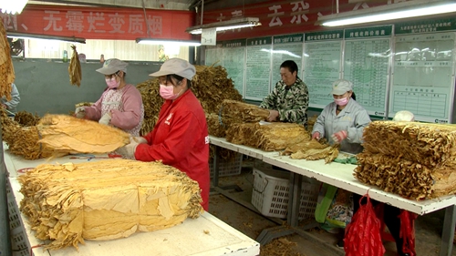 九道乡8500亩烟叶喜获丰收