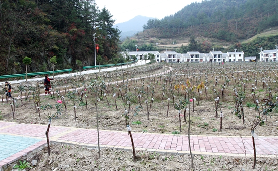 房县移民住进花园式“别墅”